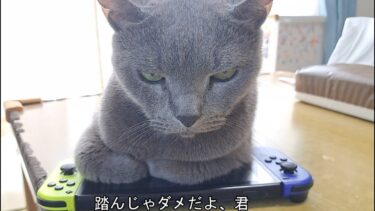 switch取り合いバトルが始まるかと思いきや・・・【kokesukepapa】