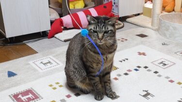 苦手なおもちゃにあからさまな反応をする猫が面白い　【リキちゃんねる　猫動画】 キジトラ 猫のいる暮らし