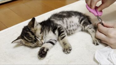 眠気に勝てず大人しく爪を切られる子猫【ひのき猫】
