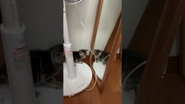 鏡の中の敵と思いきや・・・【ひのき猫】