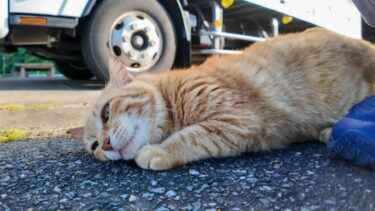 いつも漁港で寝ている茶トラ猫ちゃん、顔を見ると起きて擦り寄ってきてカワイイ【感動猫動画】