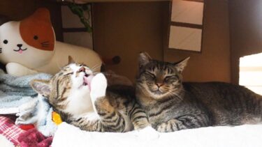 弟にナメナメしてもらいたい甘えん坊なお兄ちゃん猫　【リキちゃんねる　猫動画】 キジトラ 猫のいる暮らし