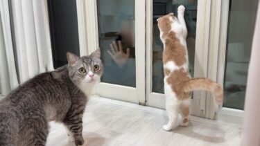 夜中に庭に不審者が現れたときの猫たちの反応が可愛すぎましたwww【もちまる日記】