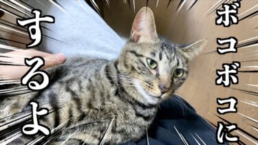 飼い主を容赦なくボコボコにする狂暴猫…【てん動画】