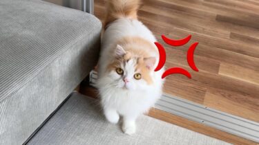 飼い主に裏切られて久しぶりに怒っちゃった猫がかわいすぎました！【猫のレモンちゃんねる】