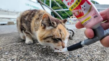 【癒し注意】バイク置き場に来た三毛猫にちゅ～るをあげてみた結果【感動猫動画】