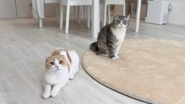 真剣に叱っても「何もしてませんよ？」と澄まし顔でとぼけてくる兄弟猫が可愛すぎましたw【もちまる日記】