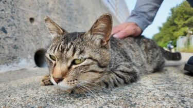 撫でて？って顔で近づいてくる猫が可愛すぎた【癒し】【感動猫動画】
