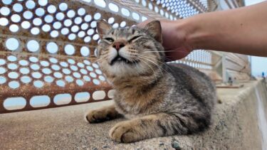 甘え方がプロ級！防波堤のキジトラ猫が可愛すぎて心が浄化される…【感動猫動画】