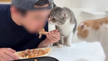 たこ焼きパーティしてたらひと口貰いたくて横からおねだりしてくる猫たちが可愛すぎましたwww【もちまる日記】