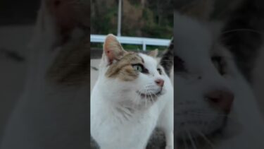 漁港の猫ちゃん、めちゃめちゃ甘えてきた #ImpressedCatVideo #catisland #猫【感動猫動画】