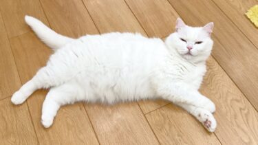 妹猫のごはんを食べつくしたのに…反省の色が全くない猫！【ポムさんとしまちゃん / ねこべや】