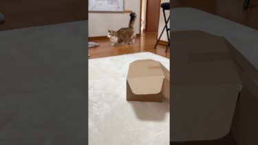 スルーすると見せかけて【ひのき猫】