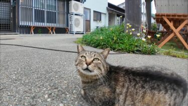 猫島の居酒屋の外の席に集まる猫達にもちゅーるをやってきた【感動猫動画】