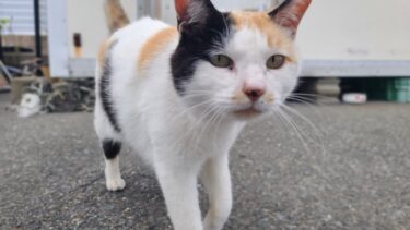 感動猫動画 のライブ配信【感動猫動画】