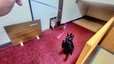 【猫旅館】部屋で黒猫と遊んでたら可愛らしい茶白の猫が入って来た🤗【CuteWoo】