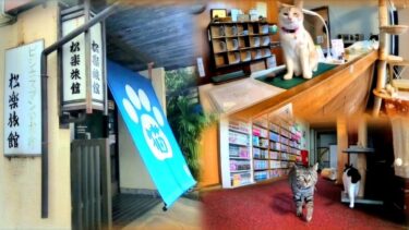猫旅館をチェックアウトする時フロントへ沢山の猫が見送りに来てくれた🤧🚖【CuteWoo】