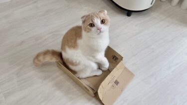 太りすぎてついに一番お気に入りのダンボールを潰しちゃった猫がこうなってました…【もちまる日記】