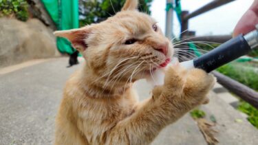 山の猫軍団にもちゅーるをあげたら、茶トラだけ本気すぎてヤバいww【感動猫動画】
