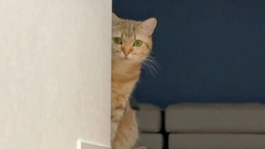完全に根に持たれてます、これ。【ポムさんとしまちゃん / ねこべや】