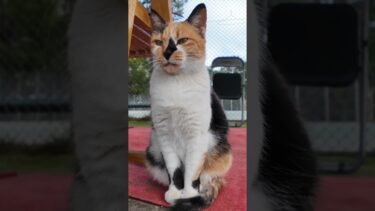 公園のテニスコートの管理人は三毛猫ちゃん #ImpressedCatVideo #catisland #猫【感動猫動画】