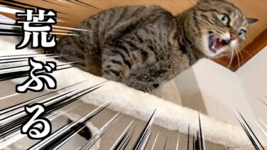触ろうとしたら荒ぶって「シャー」と威嚇する凶暴猫…【てん動画】