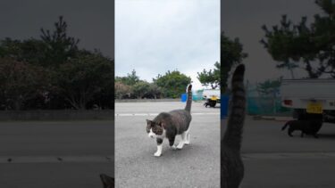 漁港近くの石のベンチに座るとキジ白猫と茶トラ猫が寄ってきた #ImpressedCatVideo #catisland #猫【感動猫動画】