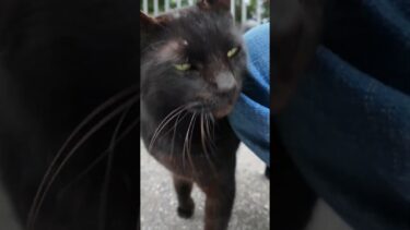 道路脇にいた黒猫ちゃんがかわい過ぎる #ImpressedCatVideo #catisland #猫【感動猫動画】