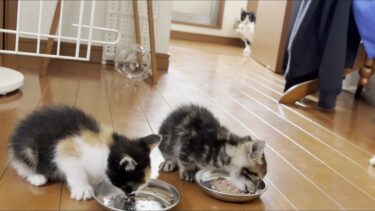 母親経験がある猫のおかげで子猫に近づけるようになった猫【ひのき猫】