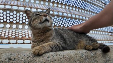 防波堤にいたキジトラ猫ちゃんにちゅーるをやってきた【感動猫動画】