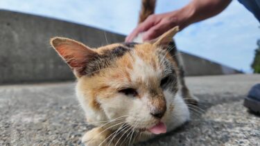 道端で寝ていた三毛猫ちゃんをナデナデすると足元にスリスリしてきてカワイイ【感動猫動画】
