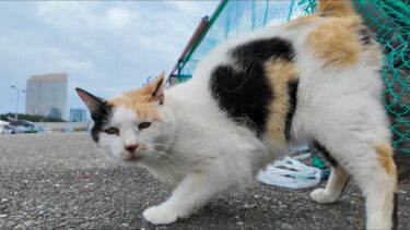漁港に通うと毎回出てくる“ハート模様”の三毛猫が尊すぎた…【もちゅーる贈呈】【感動猫動画】