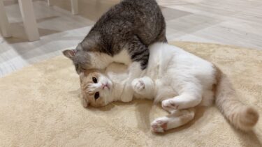 夜中に兄の愛情が爆発してしまって困ってた弟がこうなってましたw【もちまる日記】
