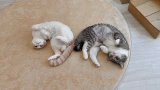 お互いにくっついてないと落ち着かなくてお昼寝できない猫たちがあまりにも可愛すぎましたw【もちまる日記】