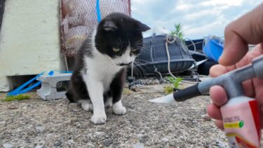 髭のハチワレ猫ちゃんにもちゅーるをやってきた【感動猫動画】