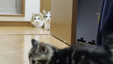 気になって気になって、子猫が気になって、気になる猫【ひのき猫】
