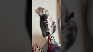 お母さんが恋しいねん【ひのき猫】
