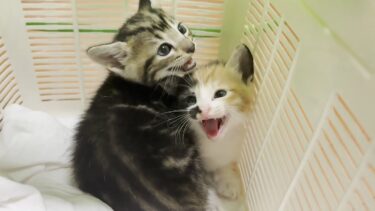 迷い子猫を一時的に保護しました【ひのき猫】