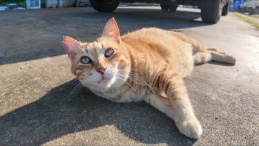 ゴロゴロ転がる！漁港の茶トラ猫が甘えん坊すぎて尊い…！【感動猫動画】
