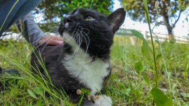 草むらで寝ていた猫を撫でたら…まさかの反応に癒された！🐾【感動猫動画】