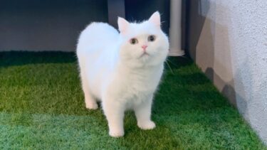 猫が夜中に外に出たがるので出してみたら…まさかの展開に！？【ポムさんとしまちゃん / ねこべや】