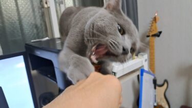 ケンカふっかけてくる灰色猫【kokesukepapa】