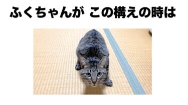 我が家の猫の面白い雑学【てん動画】